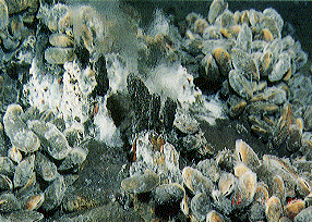 A hydrothermal vent at 1400 m depth